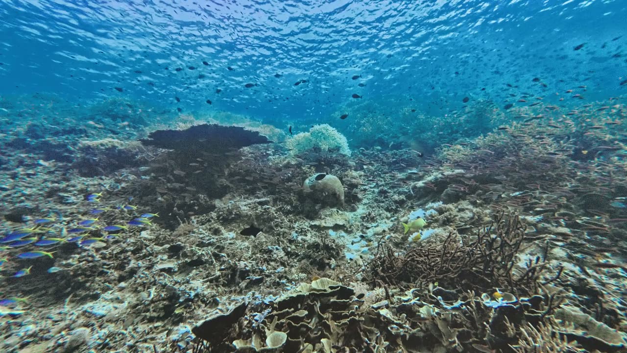 Restored underwater footage showing coral on the reef